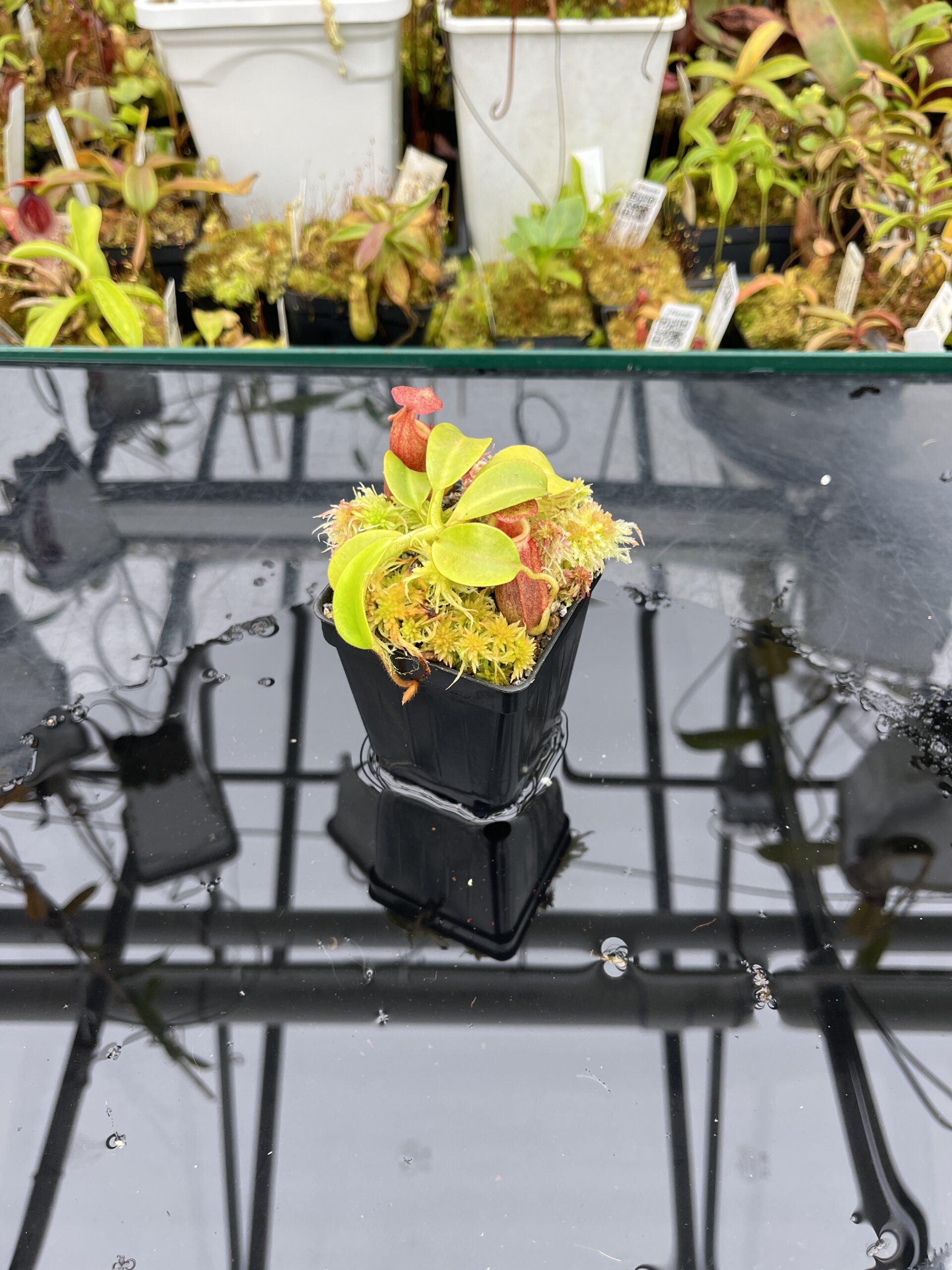 Wide Angle of Nepenthes villosa x veitchii | Borneo Exotics | BE-4016 | IN25814