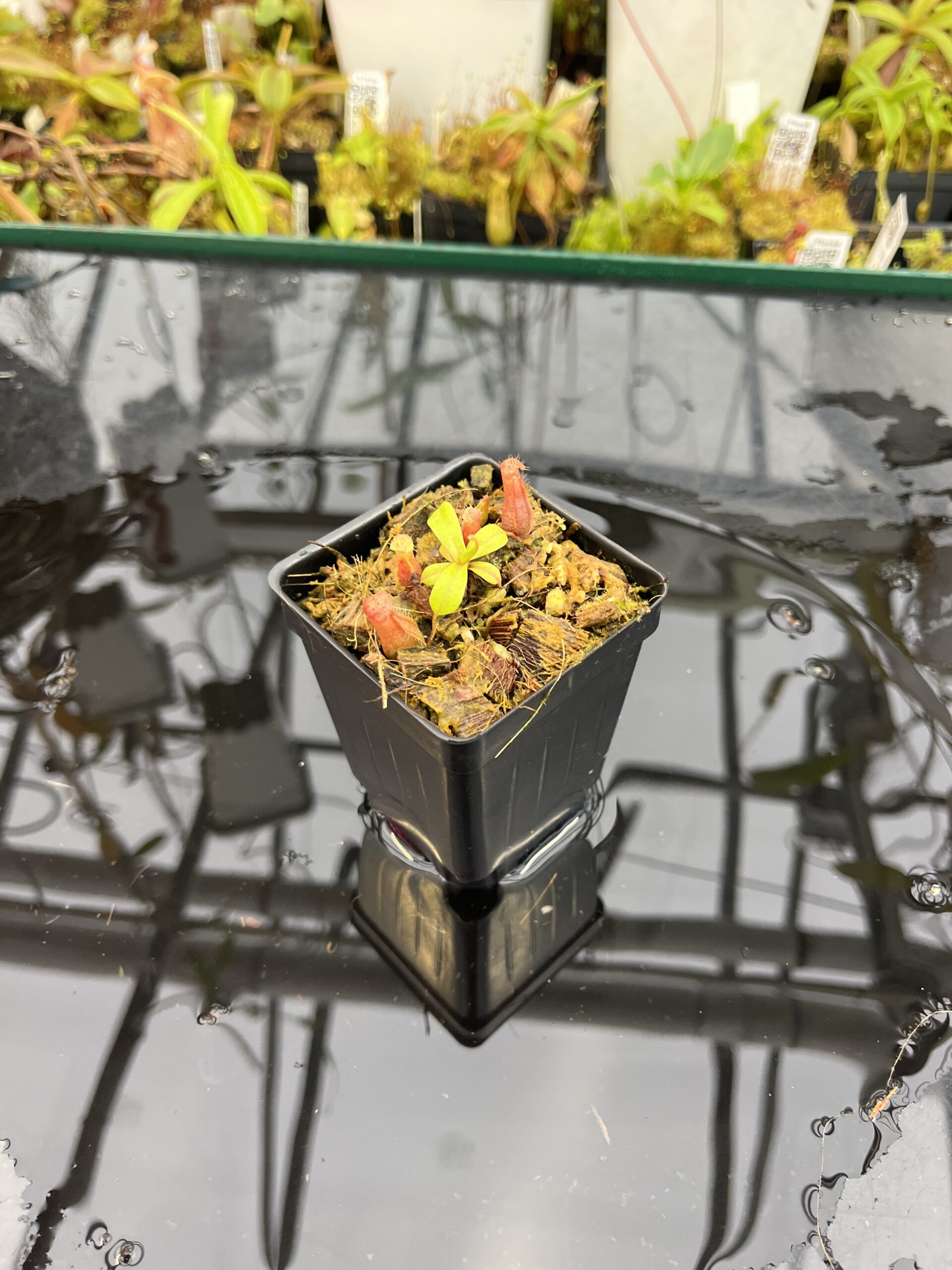 Wide Angle of Nepenthes villosa x ventricosa | JH | Florae | Jeremiah Harris | JH-325.03 | H25677