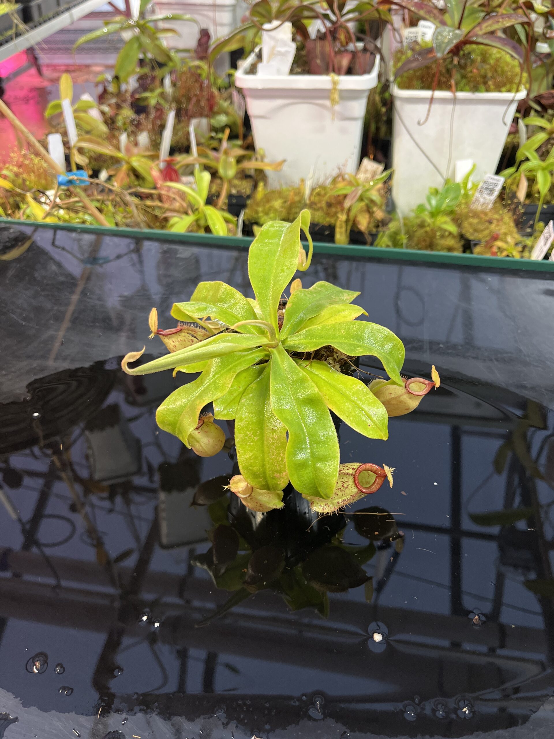 Wide Angle of Nepenthes x hookeriana | Florae Collaborative | FC-116 | L25728