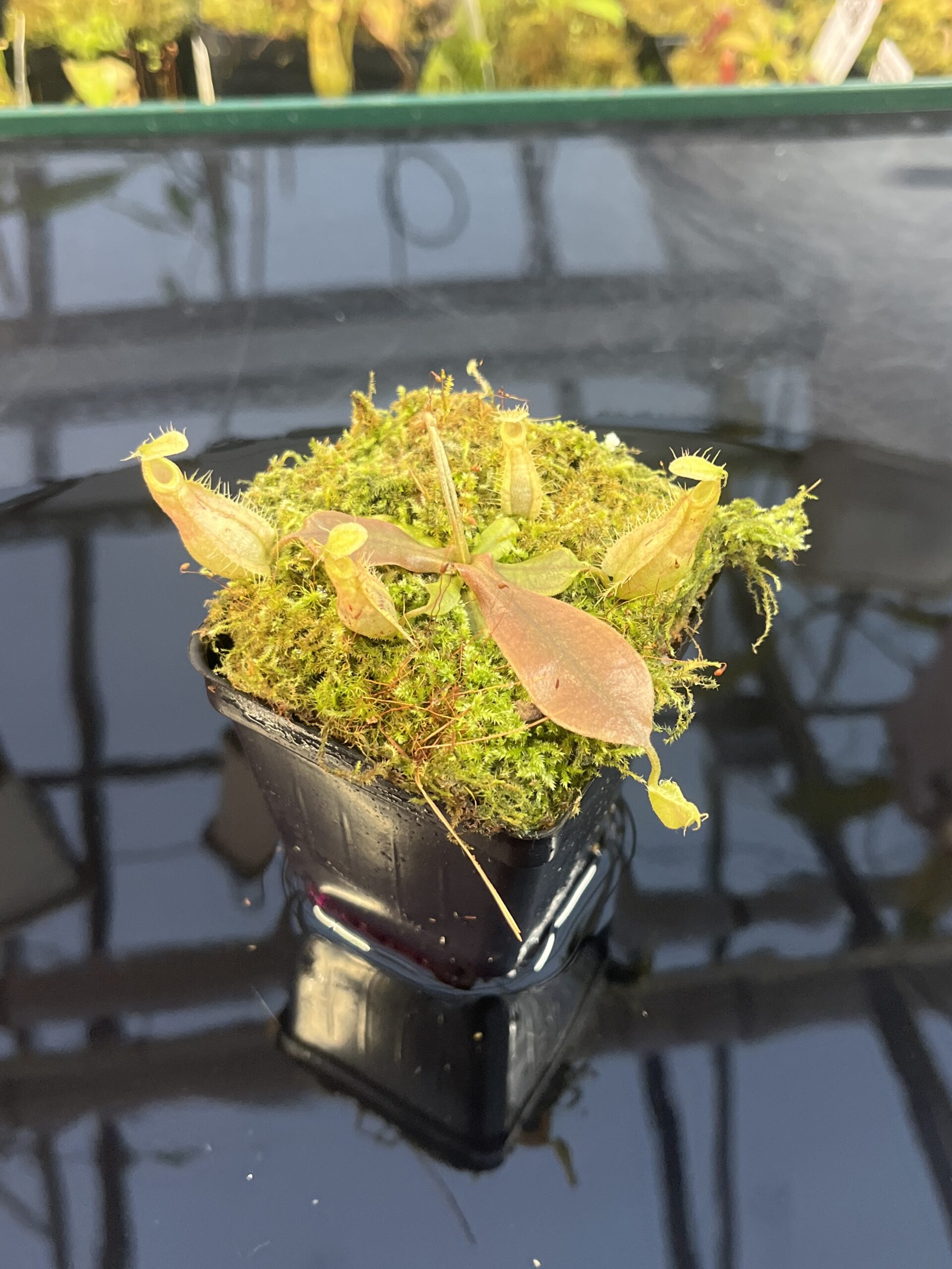 Wide Angle of Nepenthes xhookeriana | Florae Collaborative | FC-198.01 | L25723