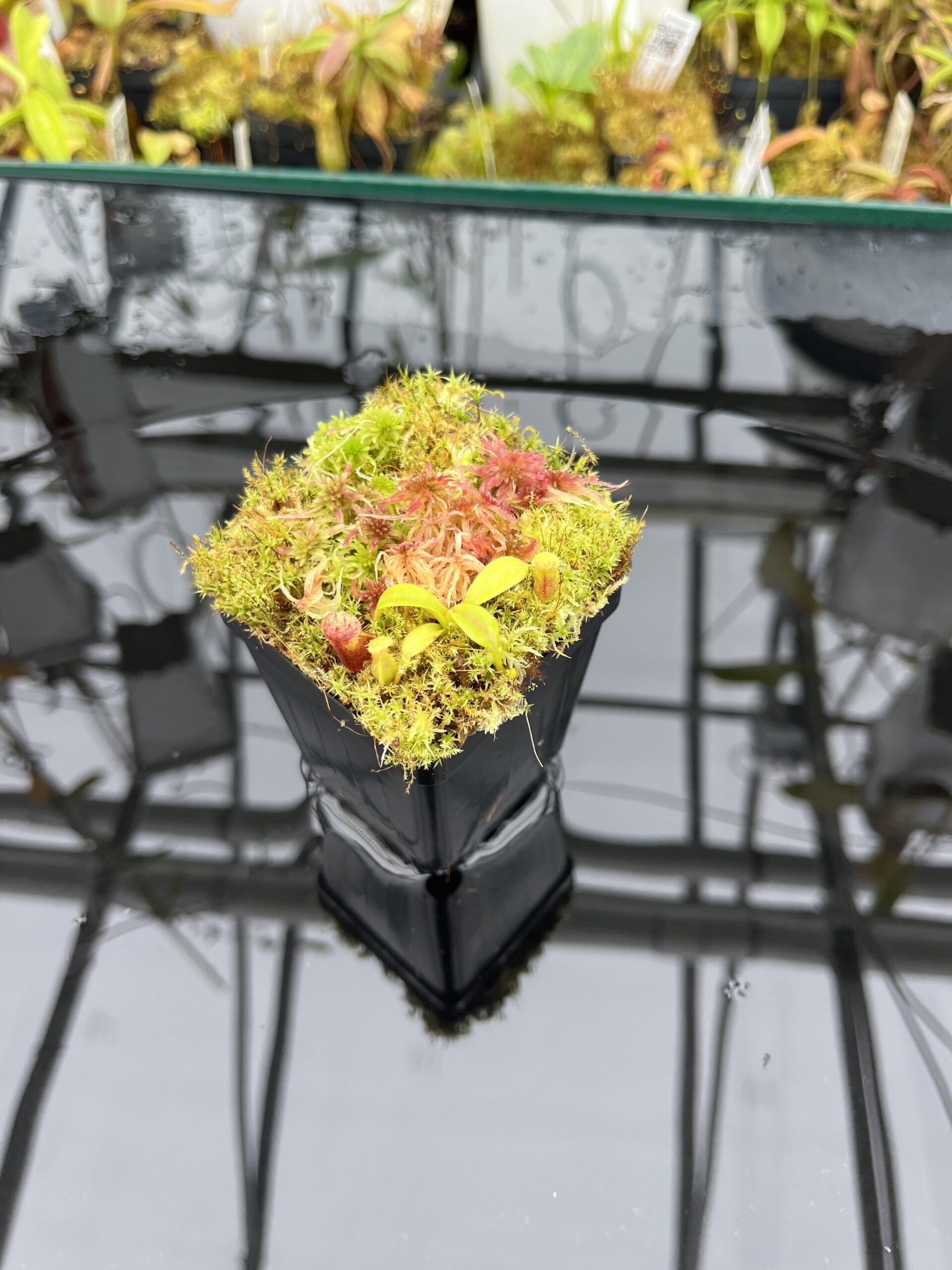 Wide Angle of Nepenthes xtrusmadiensis | Florae Collaborative | FC-144.01 | H25784