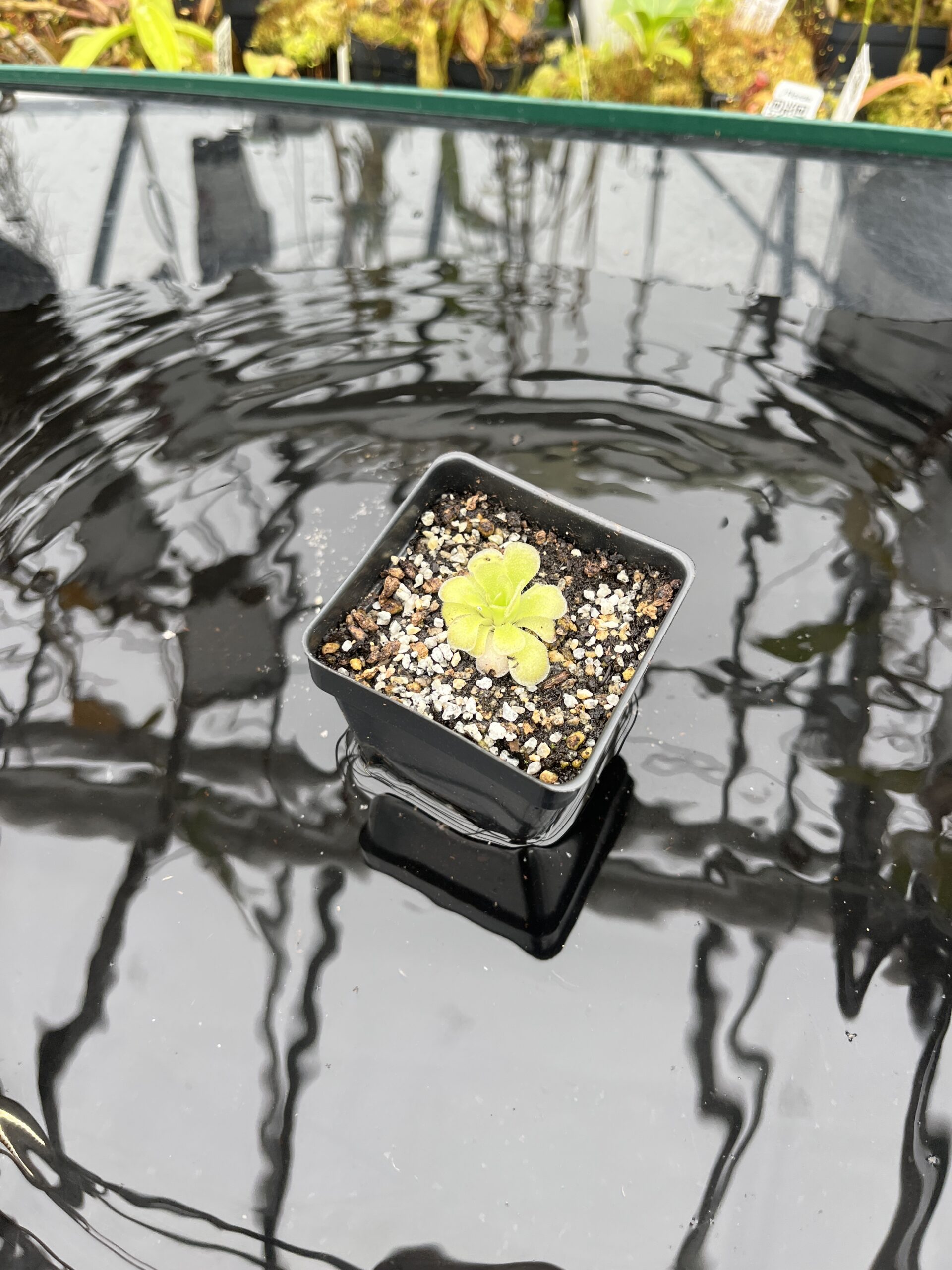 Wide Angle of Pinguicula colimensis x cyclosecta | Best Carnivorous Plants | BCP-1208 | IN25803