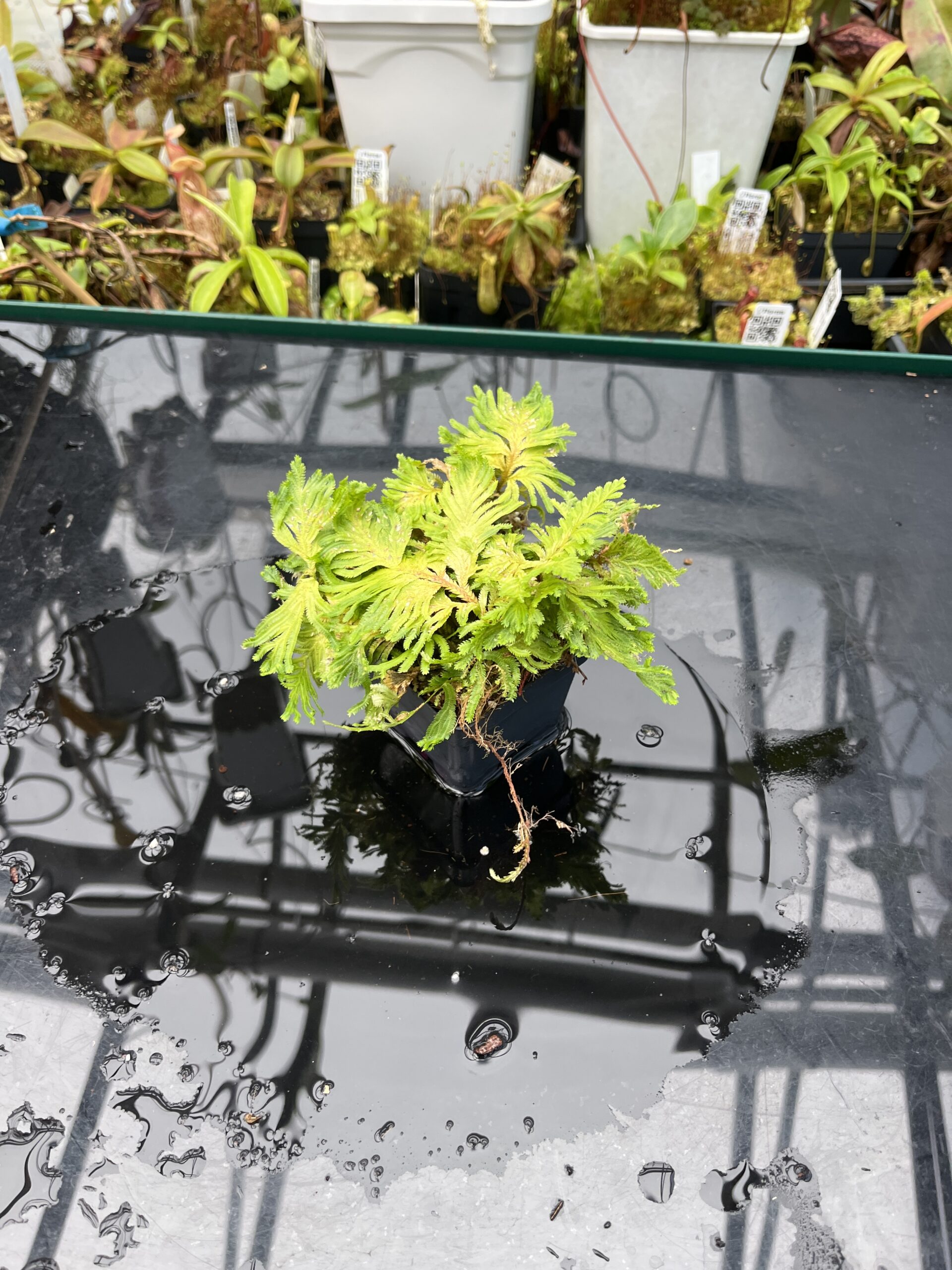 Wide Angle of Selaginella sp peru | Florae Collaborative | FC-591 | IN25664
