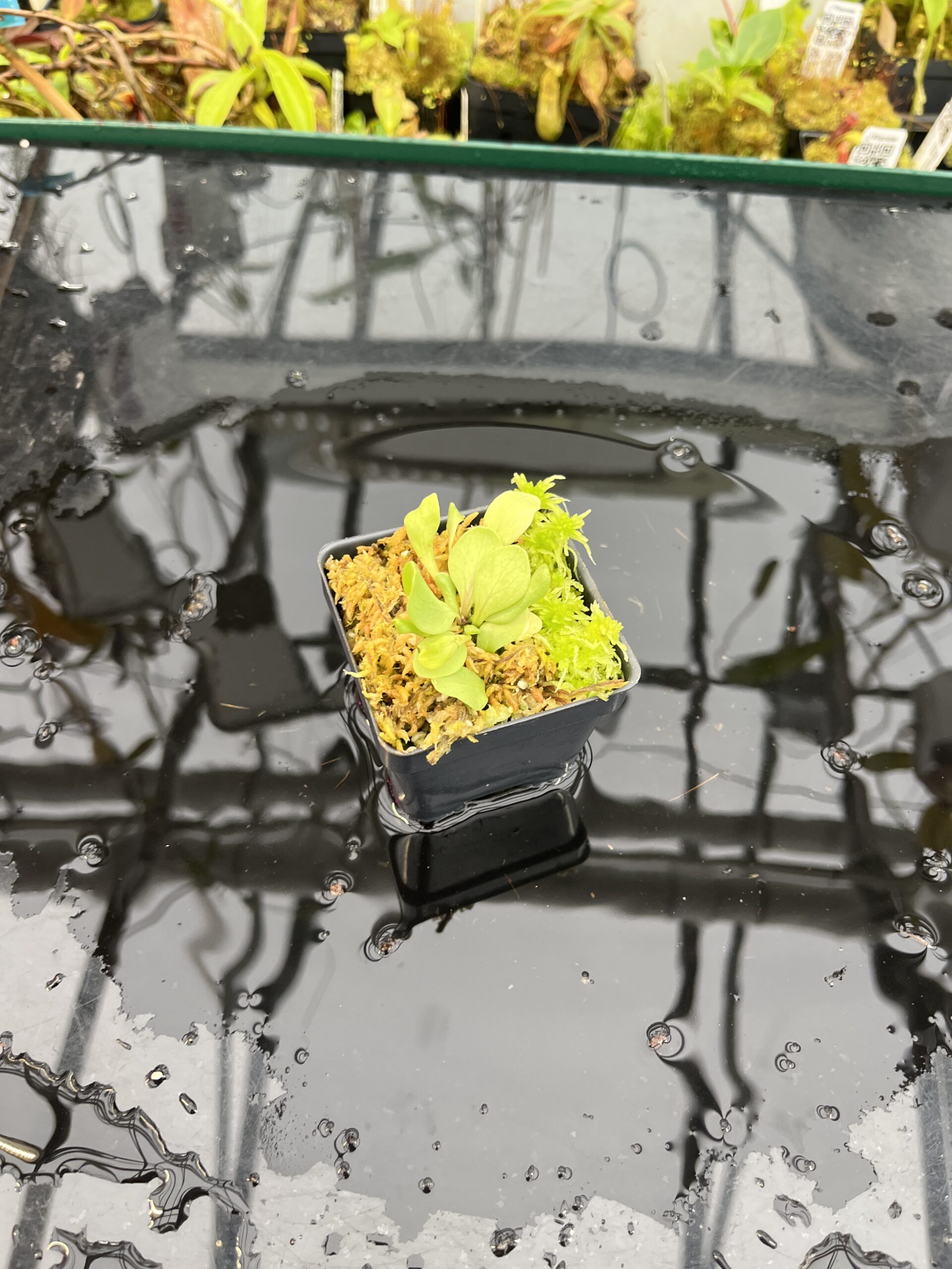 Wide Angle of Utricularia calycifida {Giant, Gran Sabana} | Best Carnivorous Plants | BCP-1366 | IN25680