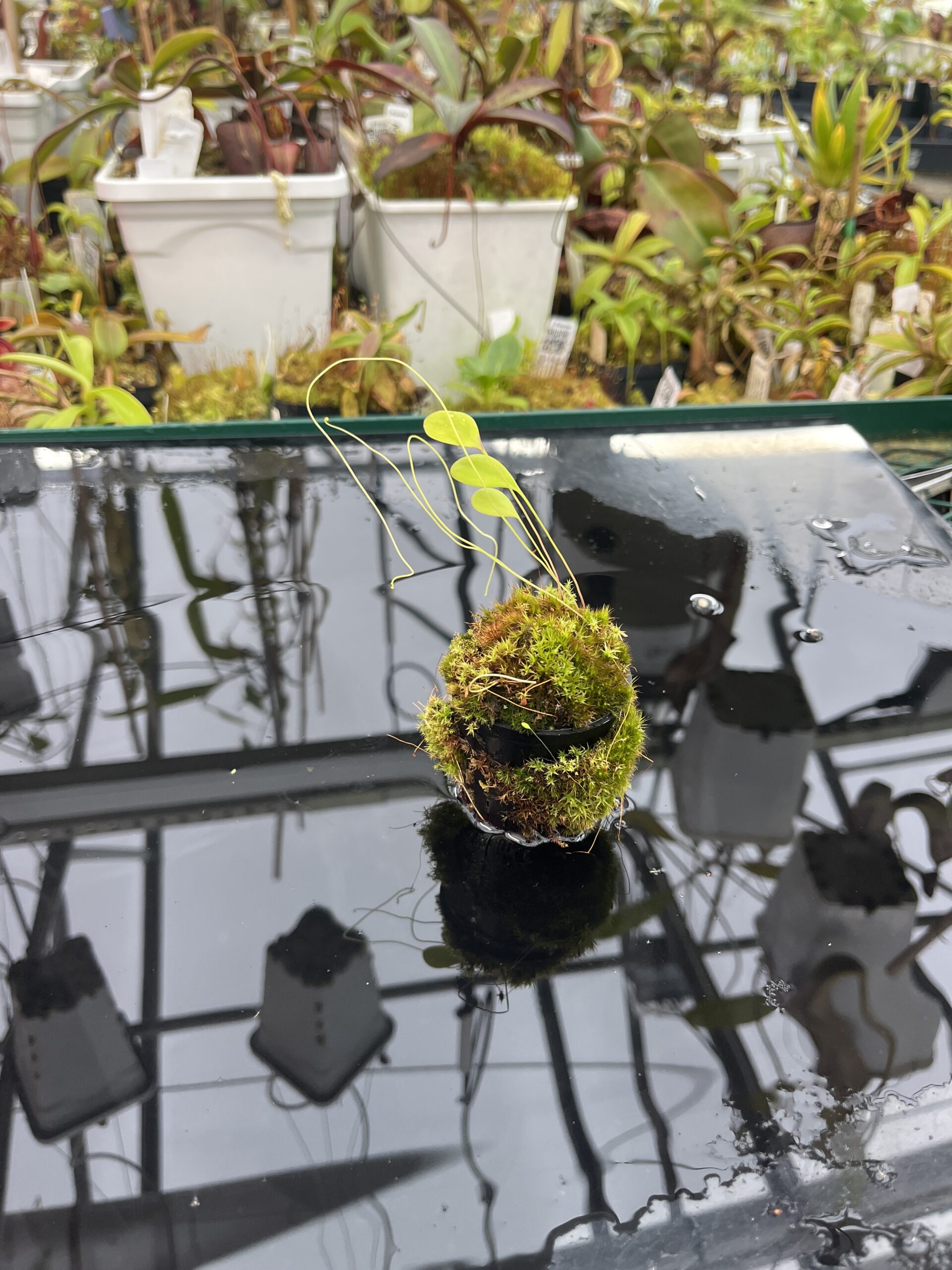 Wide Angle of Utricularia humboldtii {broad leafs, Cerro Neblina} | Best Carnivorous Plants | BCP-021 | H25752