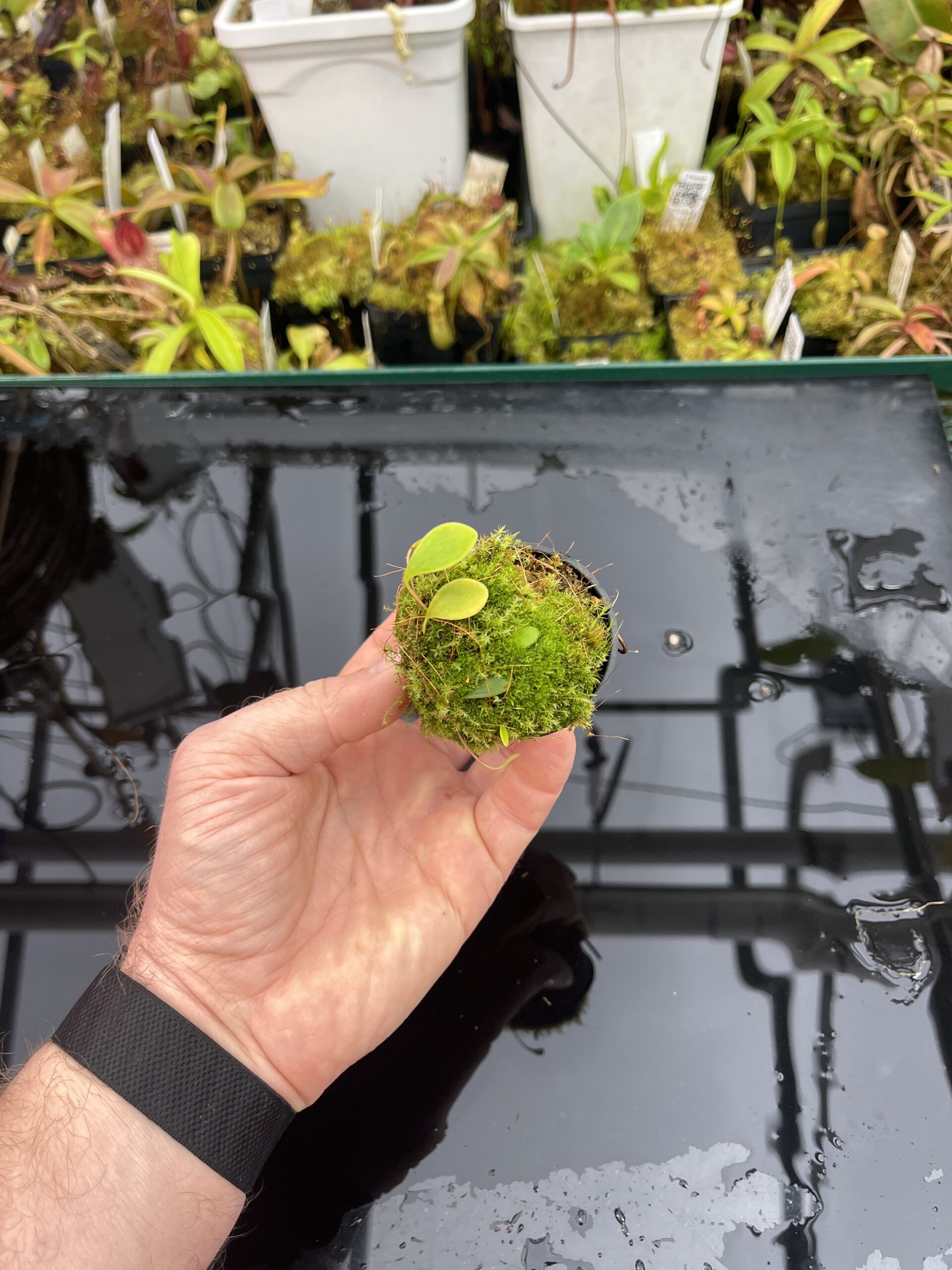 Wide Angle of Utricularia quelchii {Auyan Tepui} | Best Carnivorous Plants | | H25751