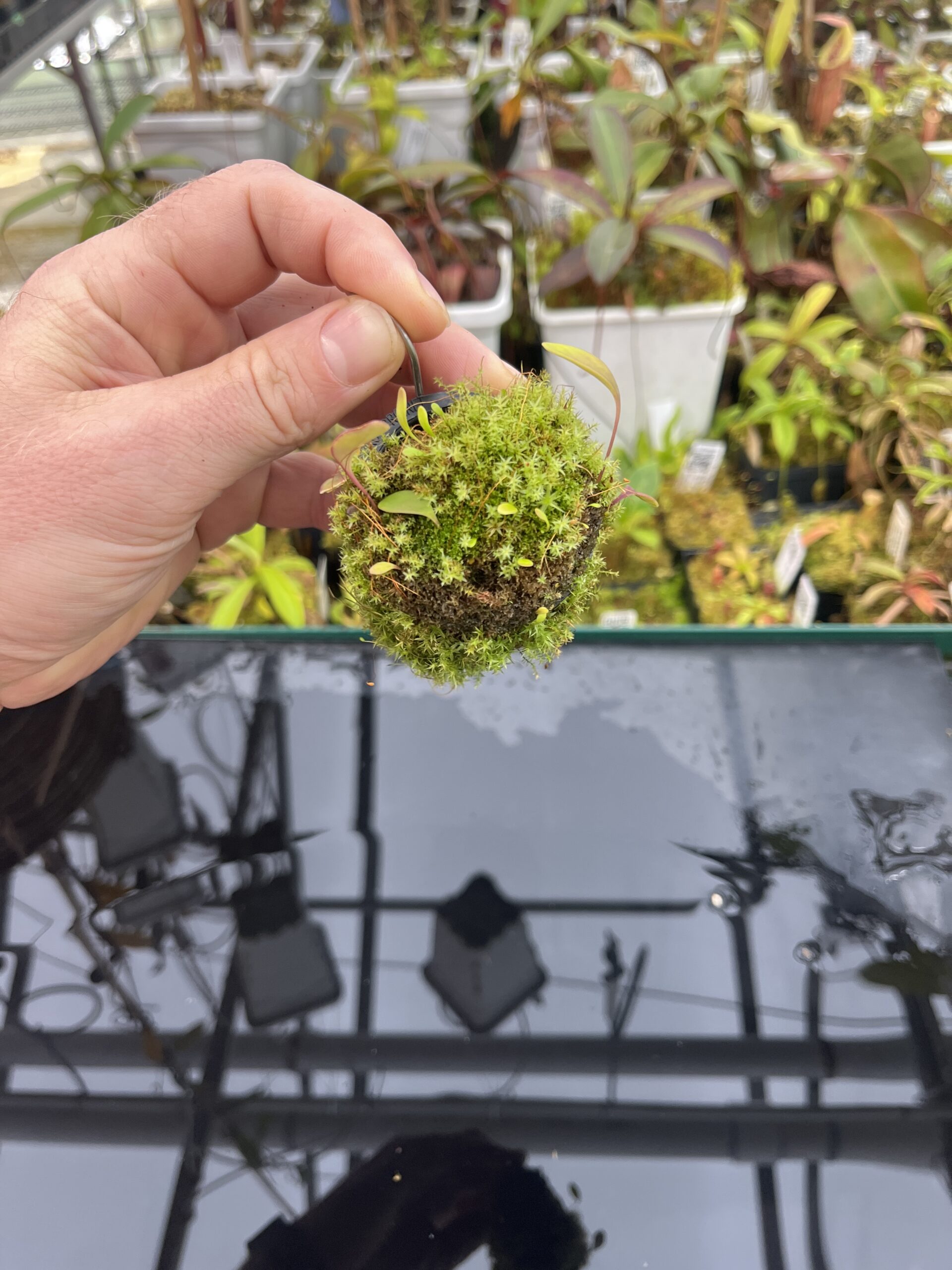 Wide Angle of Utricularia quelchii | Best Carnivorous Plants | BCP-138 | H25754
