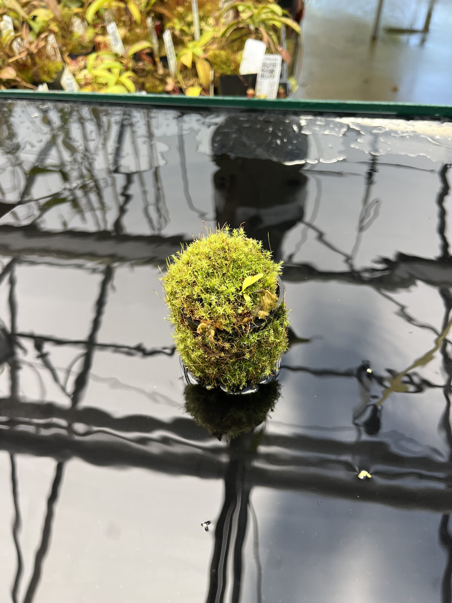 Wide Angle of Utricularia quelchii {Peter Harbart clone} | Best Carnivorous Plants | | H25841