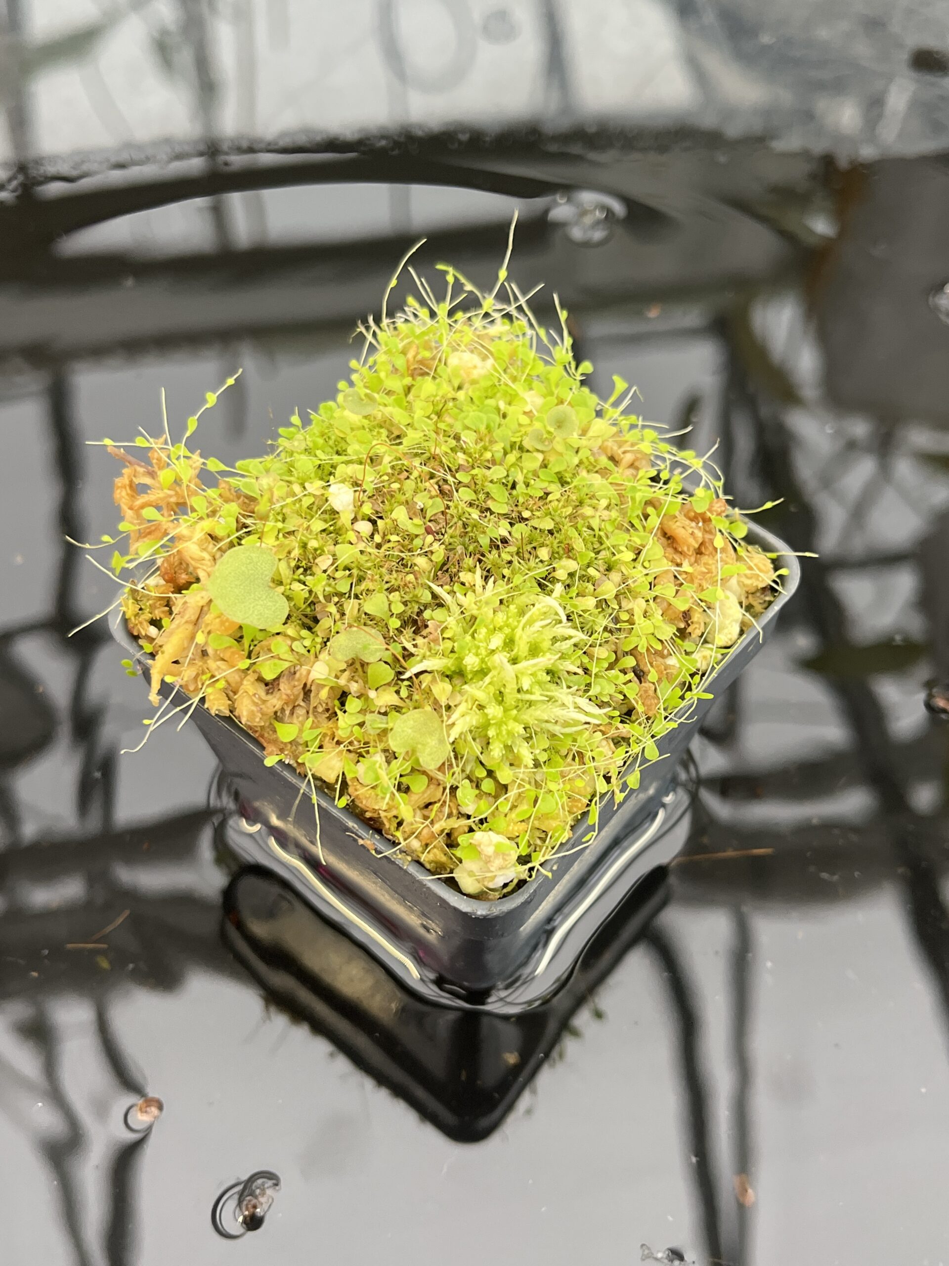 Wide Angle of Utricularia sandersonii 'Blue' & U. reniformis f. courte | Florae Collaborative | | IN25679