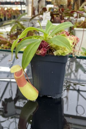 Close Up of Nepenthes ventricosa Porcelain / Alba | Andreas Wistuba | AW-01 | IN26068