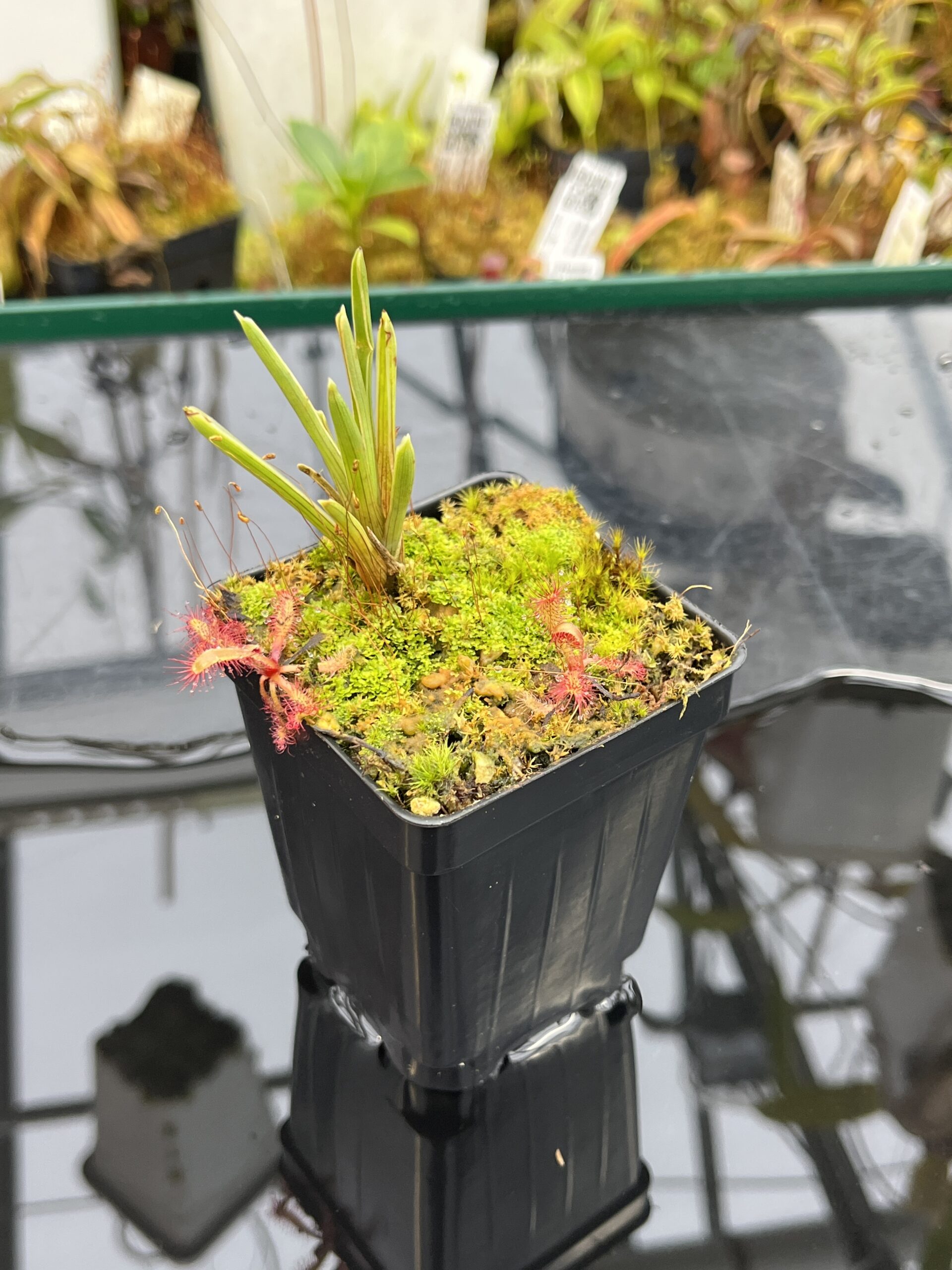 Close Up of Brocchinia reducta {Akopan Tepui plateau, Chimanta Massif, Venezuela} & Drosera latifolia | Best Carnivorous Plants | BCP-1651 | H26111