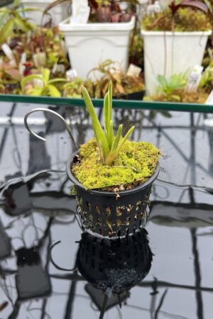 Close Up of Brocchinia reducta {France strain, clone # 1, 2} | Best Carnivorous Plants | | H26113