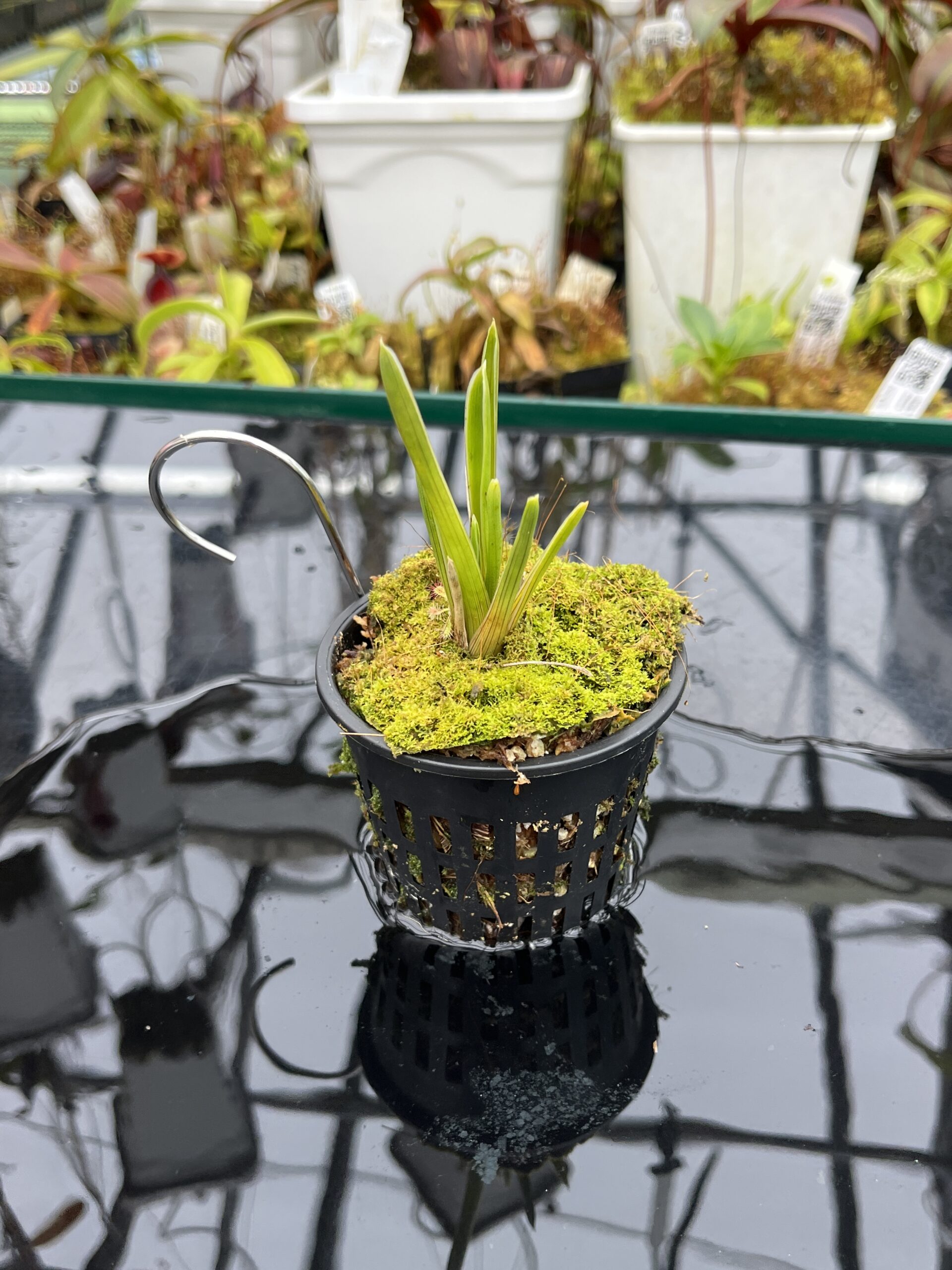 Close Up of Brocchinia reducta {France strain, clone # 1, 2} | Best Carnivorous Plants | | H26113