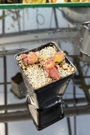Close Up of Cephalotus follicularis 'Big Boy' | Florae Collaborative | | IN26139