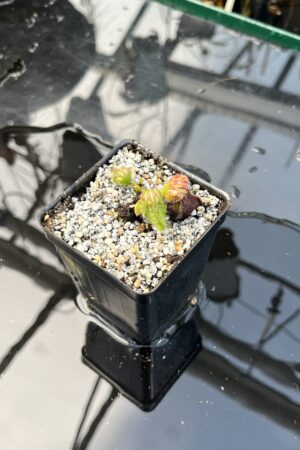 Close Up of Cephalotus follicularis 'Black Purple' | Florae Collaborative | | IN26140