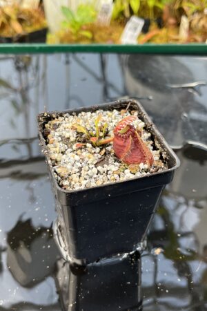 Close Up of Cephalotus follicularis 'Hampshire Black' | Florae Collaborative | | IN26141