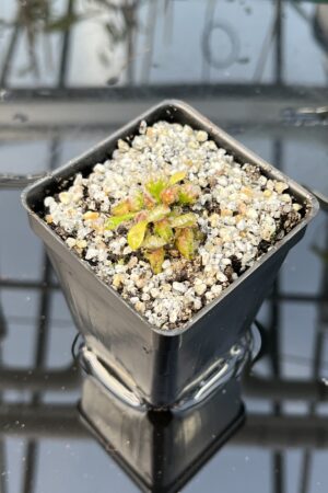 Close Up of Cephalotus follicularis 'U.C. Davis' | Florae Collaborative | | IN26138