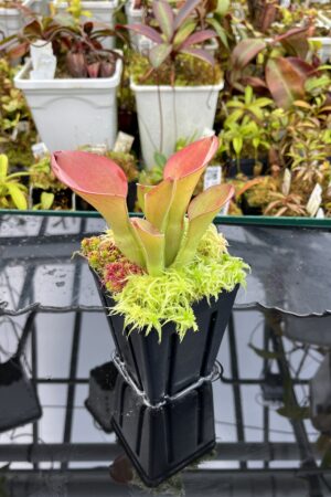 Close Up of Heliamphora exappendiculata (Chimanta Tepui) | Andreas Wistuba | AW-RSC | H26098
