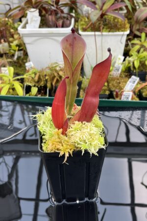 Close Up of Heliamphora huberi (Angasima Tepui) | Andreas Wistuba | AW-09 | H26114
