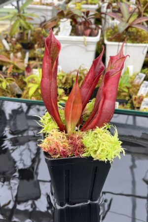 Close Up of Heliamphora sarracenioides x minor Burgundy black | Andreas Wistuba | AW-RSC | H26008