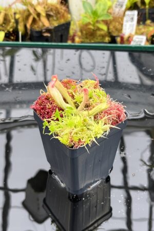 Close Up of Heliamphora ‘Flamingo’ | Andreas Wistuba | AW-01 | H26101