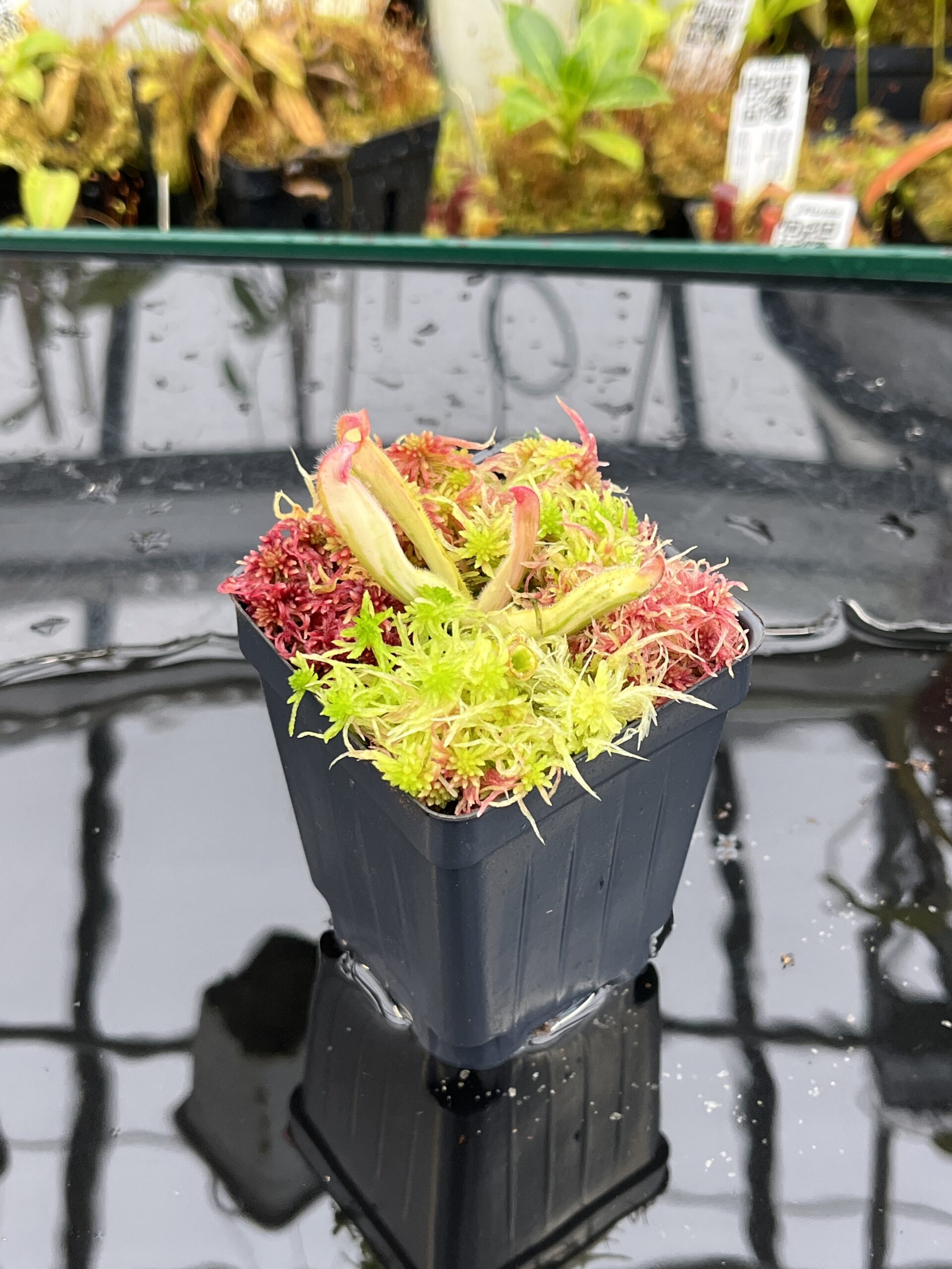 Close Up of Heliamphora ‘Flamingo’ | Andreas Wistuba | AW-01 | H26101