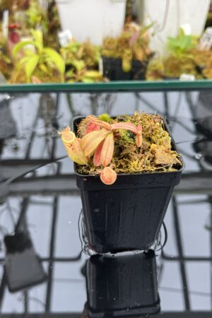 Close Up of Nepenthes ampullaria | Borneo Exotics | BE-3007 | L25987