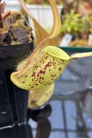 Close Up of Nepenthes ampullaria | Borneo Exotics | BE-3007 | L26076
