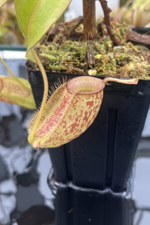Close Up of Nepenthes ampullaria | Borneo Exotics | BE-3304 | L25968