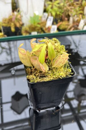 Close Up of Nepenthes ampullaria | Borneo Exotics | BE-3304 | L25990