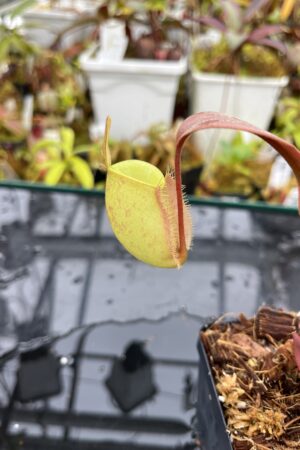 Close Up of Nepenthes ampullaria | Borneo Exotics | BE-3450 | L26064