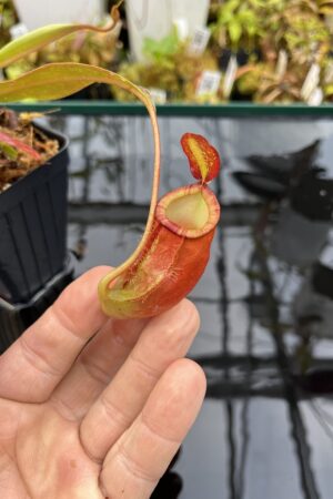 Close Up of Nepenthes ampullaria x (spectabilis x talangensis) | Borneo Exotics | BE-3738 | IN25970