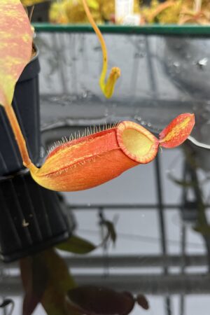 Close Up of Nepenthes ampullaria x (spectabilis x talangensis) | Borneo Exotics | BE-3738 | IN26043