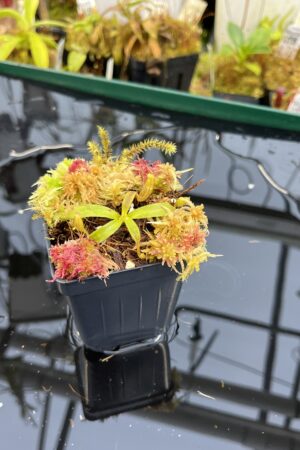 Close Up of Nepenthes appendiculata | Assorted Clones | James Ellis | JE-511 | H26125