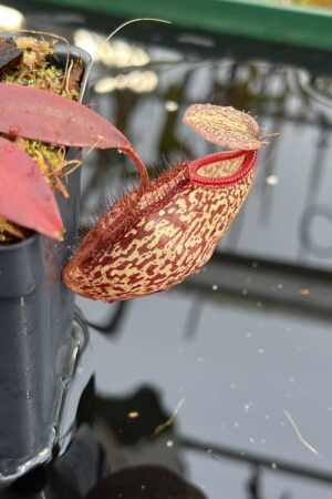 Close Up of Nepenthes (aristolochioides x spectabilis) x hamata | Borneo Exotics | BE-4574 | H26121