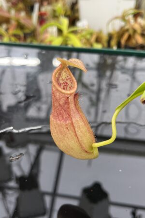 Close Up of Nepenthes benstonei (Malaysia) | Andreas Wistuba | AW-ISC | L26067