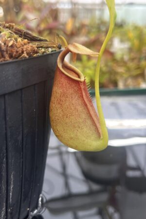 Close Up of Nepenthes bicalcarata | Borneo Exotics | BE-3029 | L26040