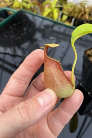 Close Up of Nepenthes bicalcarata | Borneo Exotics | BE-3031 | L26041