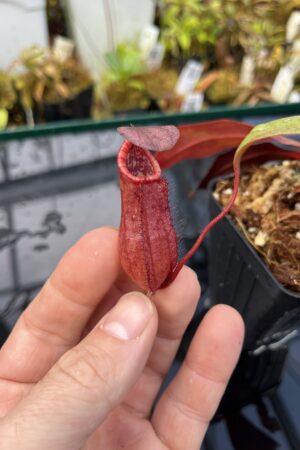 Close Up of Nepenthes bokorensis | Borneo Exotics | BE-3856 | L26079