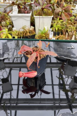 Close Up of Nepenthes bokorensis | Borneo Exotics | BE-4518 | IN26055