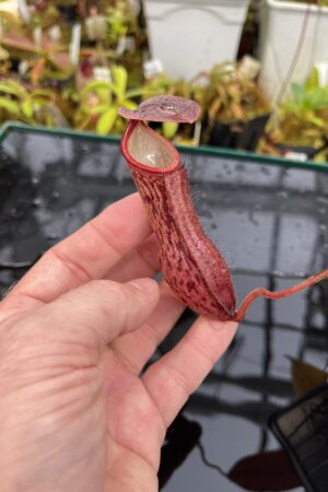 Close Up of Nepenthes boschiana | Borneo Exotics | BE-3643 | IN26049