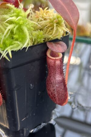 Close Up of Nepenthes boschiana x villosa | JH | Florae | Clone 7 | Jeremiah Harris | JH-366.07 | IN26084