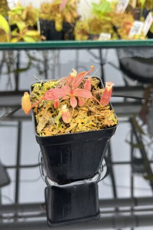 Close Up of Nepenthes boschiana x villosa | JH | Jeremiah Harris | JH-366.00 | H25983