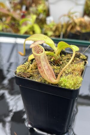 Close Up of Nepenthes burbidgeae | Borneo Exotics | BE-3873 | H26028