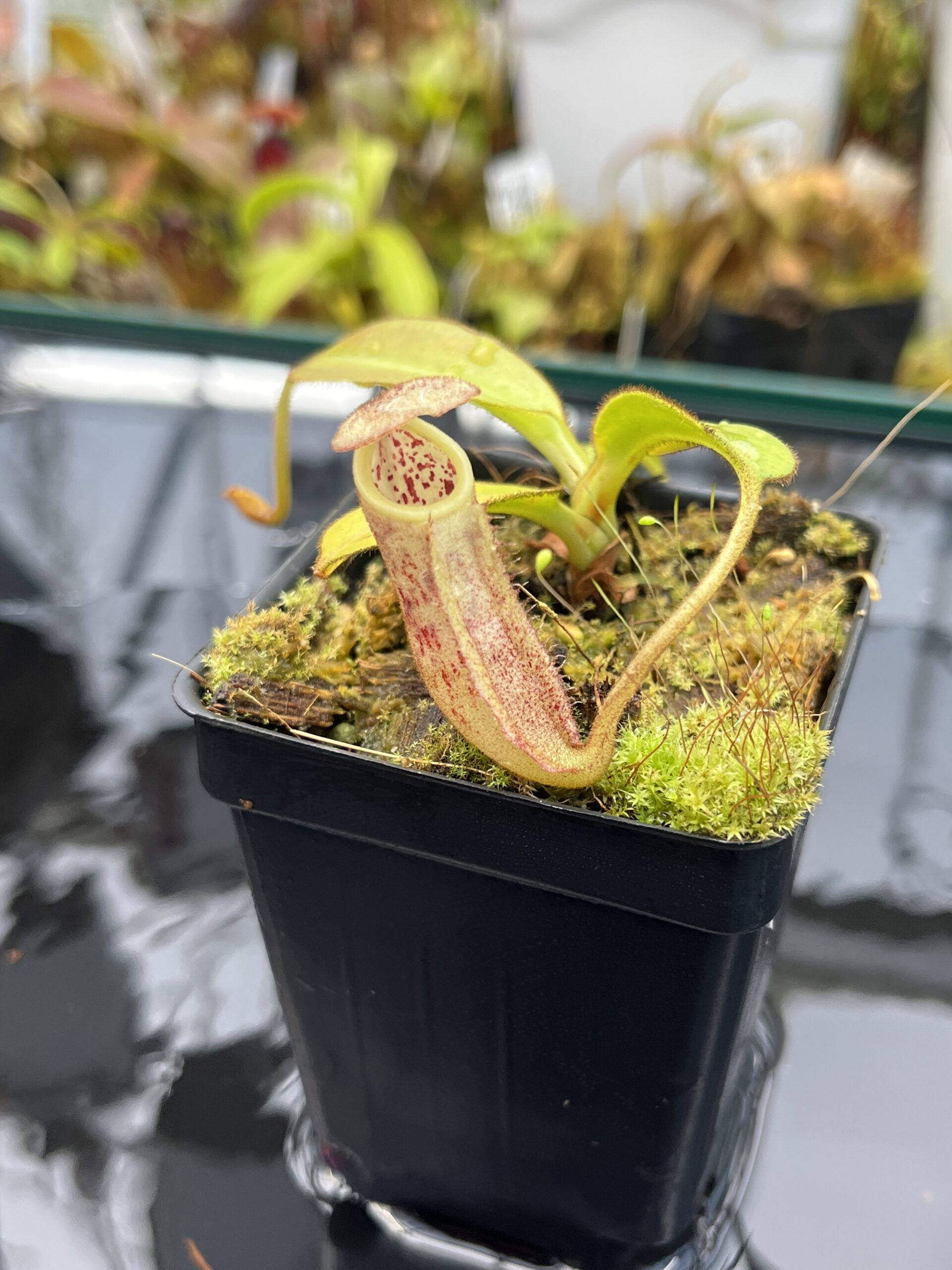 Close Up of Nepenthes burbidgeae | Borneo Exotics | BE-3873 | H26028