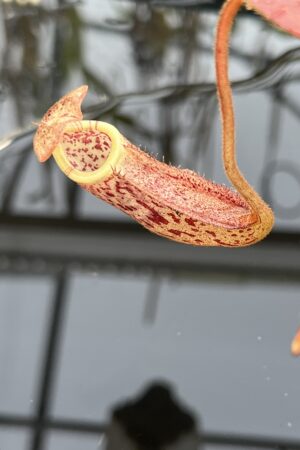 Close Up of Nepenthes burbidgeae | Borneo Exotics | BE-3873 | H26120