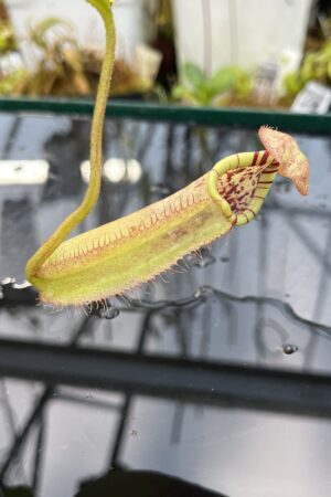 Close Up of Nepenthes burbidgeae x robcantleyi | Borneo Exotics | BE-3577 | IN26083