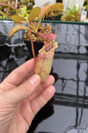 Close Up of Nepenthes burbidgeae x robcantleyi | Borneo Exotics | BE-4038 | IN26052