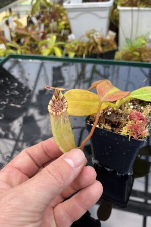 Close Up of Nepenthes burbidgeae x (veitchii x lowii) | Borneo Exotics | BE-3993 | IN26082