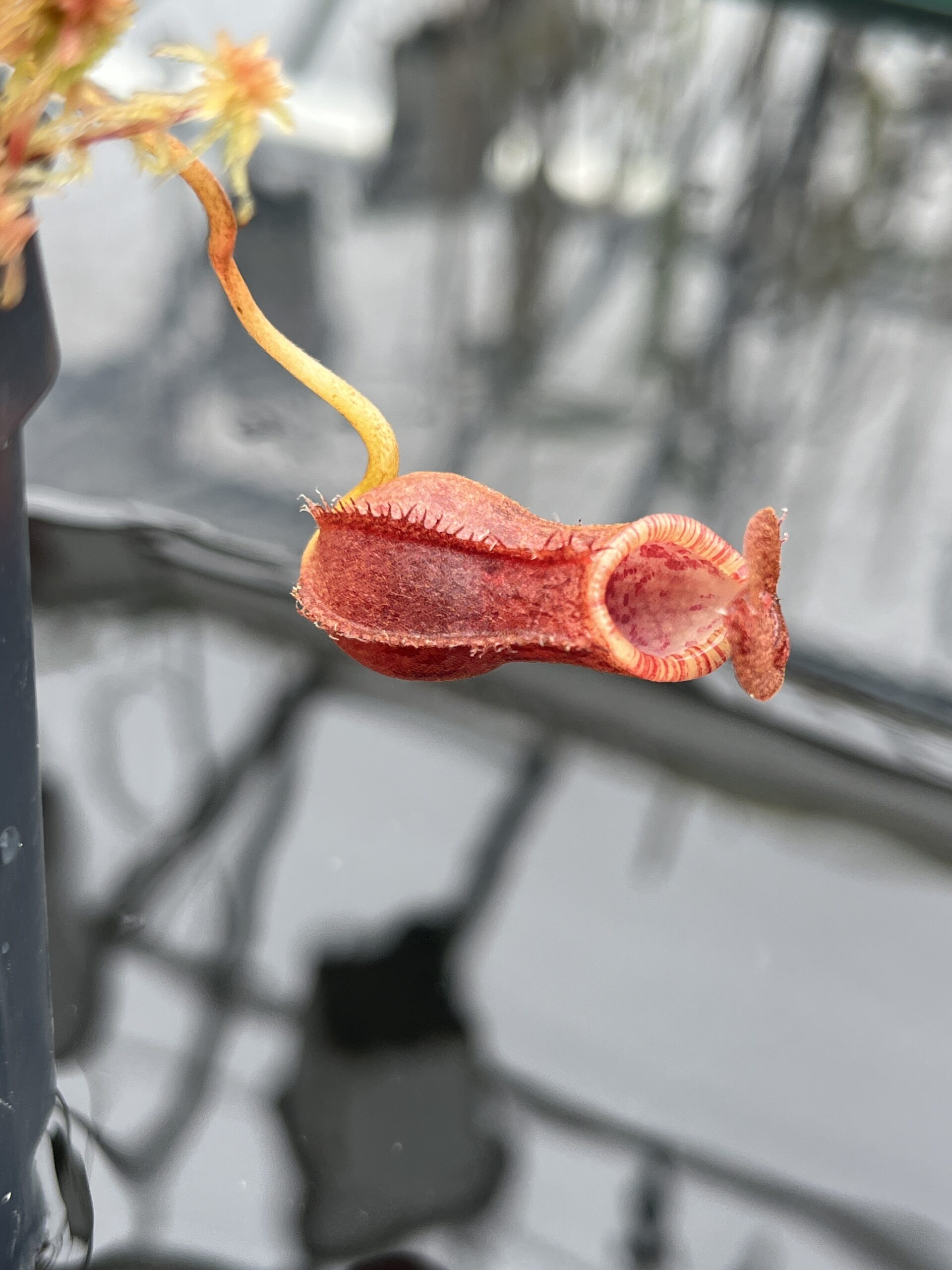 Close Up of Nepenthes burkei x lowii | Borneo Exotics | BE-4669 | IN26108
